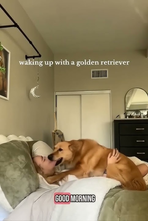 Saint Bernard's Hilarious Humping Moment You Won’t Believe! 😲 #shorts #dogshorts #funnydogvideo
