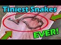 Unboxing the TINIEST Snakes Ever!
