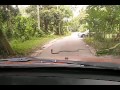 ular tedung selar,kg chulek, gopeng ,perak,malaysia.. KING COBRA MALAYA