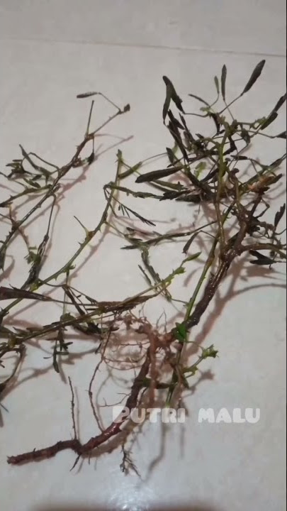 obat herbal paling ampuh untuk mengobati saraf kejepit#subcribe