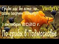 🌳По грибы в Подмосковье 1 октября 2020 г🌳Грибы как бы есть, но… сезон закрыт. Почему?!