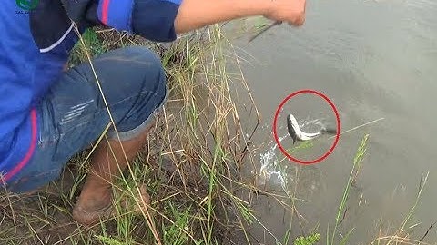 Cắm câu cá lóc và cái kết ngoài mong đợi | Sắc Màu VN