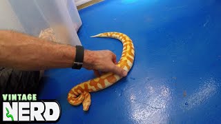 AWESOME Blood Pythons - Albino T NEGATIVES are just gorgeous! Wealth