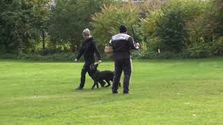 Hasenhirsch Klara 5,5 Jahre Igp3 Abteilung C Schutzdienst Mit 91 Punkten Am 19.10.2025