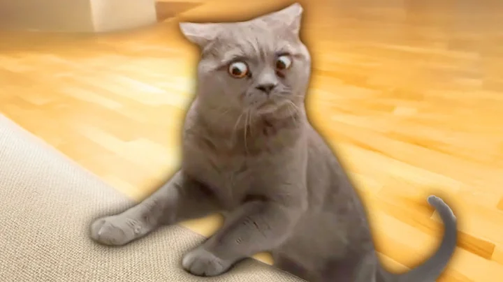 Watch the video about The Funniest Cat Videos Ever