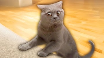 The Best Cat Videos Ever