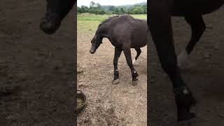 Horse Seizure /Equine Epilepsy/ Neurological Episodes / Fits /Convulsions  Case Study for Awareness