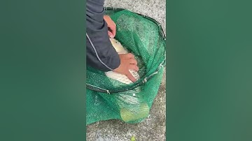 #Shorts Báo cá - Hồ Câu APHƯƠNG 0986782403 Rạch Cầu Suối, Vĩnh Lộc, Bình Chánh, TP HCM clip 548