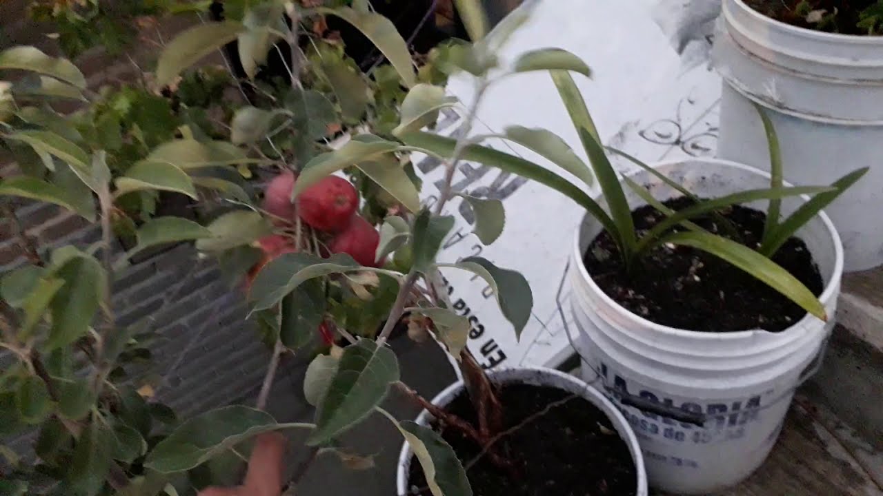 Arbol de manzana dando fruto, árbol en maceta