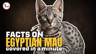 These Cats are considered as a living relic of Egypt! | Egyptian Mau in 1 Minute | AnimalSnapz by Animal Snapz 198 views 8 months ago 1 minute, 40 seconds