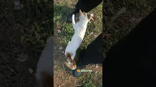 Download Lagu #emotionalhindisongs #lovesong #funny#catanimals #ytshorts#nature#cute #catpuppy#trending#viralvideo MP3