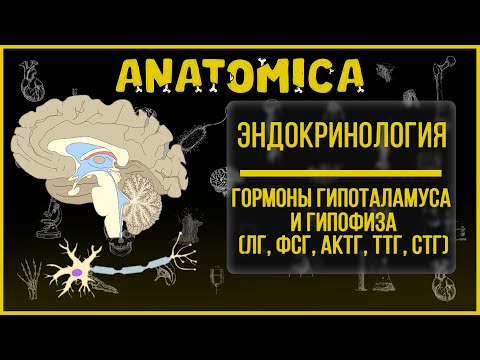 Гипоталамус и гипофиз / Гормоны гипофиза / ЛГ ФСГ Гормон роста / Эндокринология