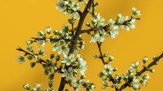 Cherry Blossoms in Full Bloom