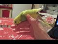 Как отучить попугая кусаться за пальцы
