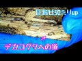 【2017年最大サイズ】コクワガタ産卵セットの割り出し【昆虫飼育】【クワガタ・カブトムシ】