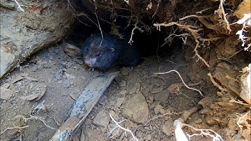 Đào hang dúi bắt được con dúi cực hay