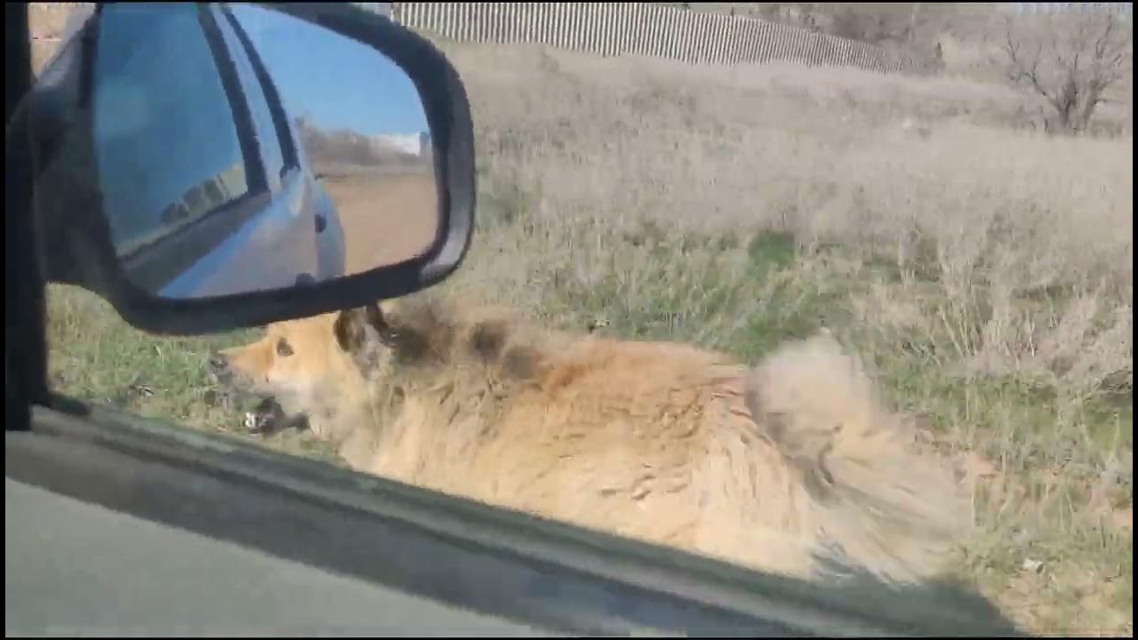 Прогулка с собакой. Гулять с собакой. Человек с собакой. Утренняя прогулка с собакой. Прогулка с питомцем.