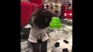 53690177 794683513 980331955 966730774 379885498 918776134 43031403 489571255 1105