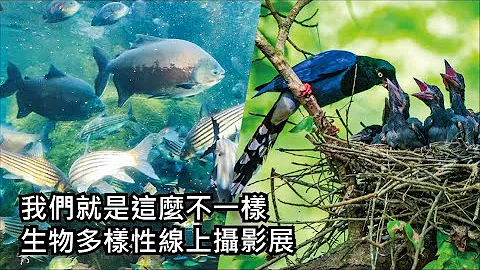 我們就是這麼不一樣_生物多樣性線上攝影展 - 天天要聞