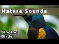 Singing birds nature sounds  12 hours  sounds of nature  gracefully relax and unwind