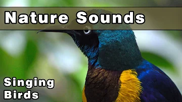 SINGING BIRDS Nature Sounds - 12 Hours - Sounds of Nature - Gracefully Relax and Unwind