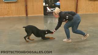 Can A Personal Protection Dog Do Tricks? 'Ubi' Can! 8m Home Raised Doberman Shows Off His Skills by Protection Dog Sales 410 views 5 days ago 2 minutes, 23 seconds