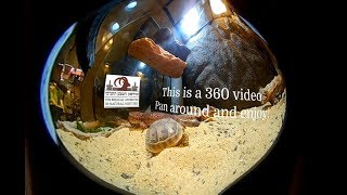 Life In The Museum: Uromastyx Lizards, Geckos and Turtles in 360°!