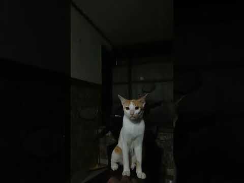 Adzan isya 26-02-2025 dengan suasana kucing kumbang di luar