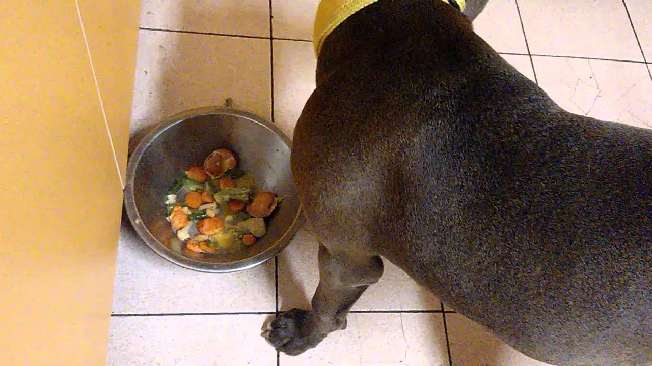 Bluenose pitbull raw diet