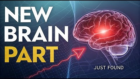 A New Part of the Brain Was Just Found — And It Changes Everything
