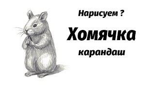 видео: Как нарисовать хомячка простым карандашом. Мастер-класс/Short pencil drawing tutorial: ittle hamster картинка: Как нарисовать хомячка простым карандашом. Мастер-класс/Short pencil drawing tutorial: ittle hamster