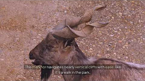 The Markhor: Meet the Mountain King of Pakistan