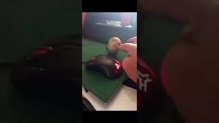 Chukchuk My Alps2 Love Bird Pet Na Nag Flybye After 2 Months Kong Inalagaan..