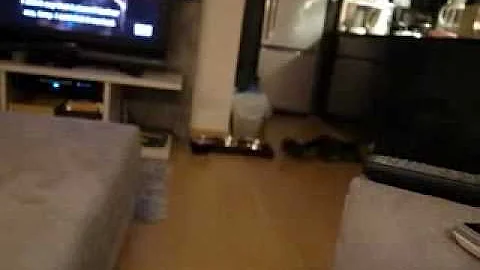 Video 171871: siberian cat playing fetch