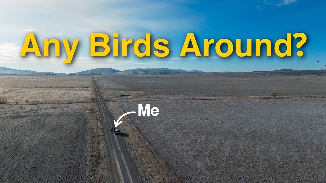 A Full Day of Birding In Northern Utah