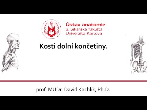 Video: Dolní Končetina: Definice A Anatomie