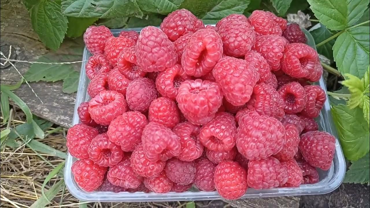 Малина маргарита описание сорта фото отзывы