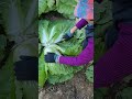 김장준비 .  어머니와 배추 무 다듬고 저리고~ ♡