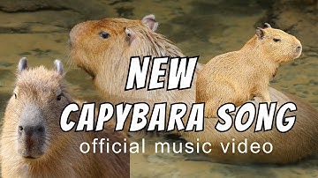 Capybara Song | Capybara Cuteness | Capy Vibe | Capybara Music (Official Music Video)
