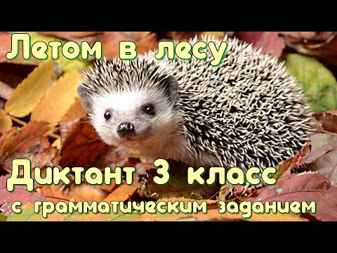 Диктант c грамматическим заданием! 3 класс. Летом в лесу #диктант3класс #диктант