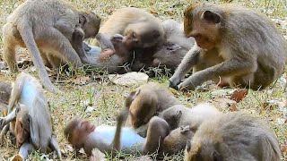Sweet love monkey play mating