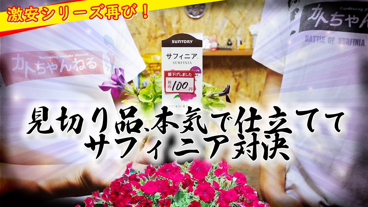 購入苗の仕立て直し方】激安シリーズ再び！100円の見切り品を本気で