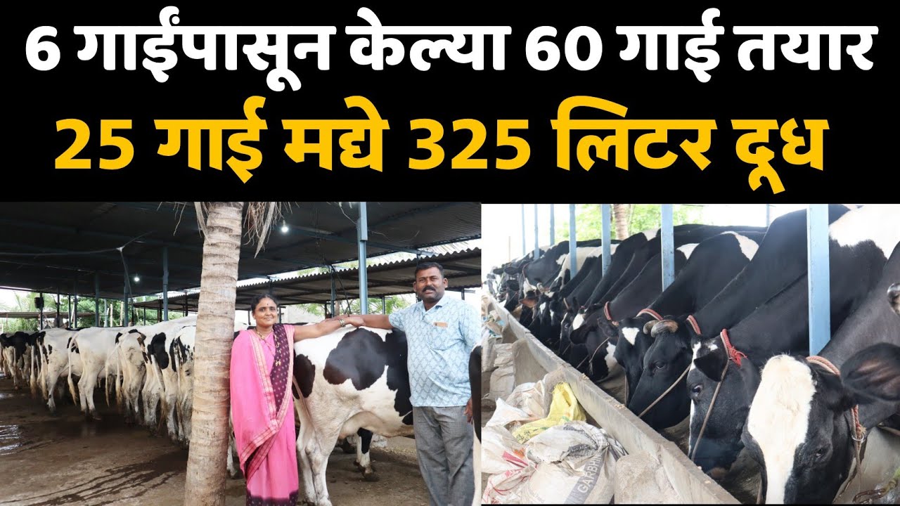 🔶6 गाई पासून केल्या 60 गाई।25 गाई मद्ये 325 लिटर दूध।घरीच तयार केल्या सगळ्या गाई।