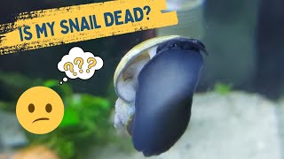 How do I know if my mystery snail died? 😔 🐌 Details