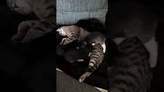 Kitten Get Out Of The Way