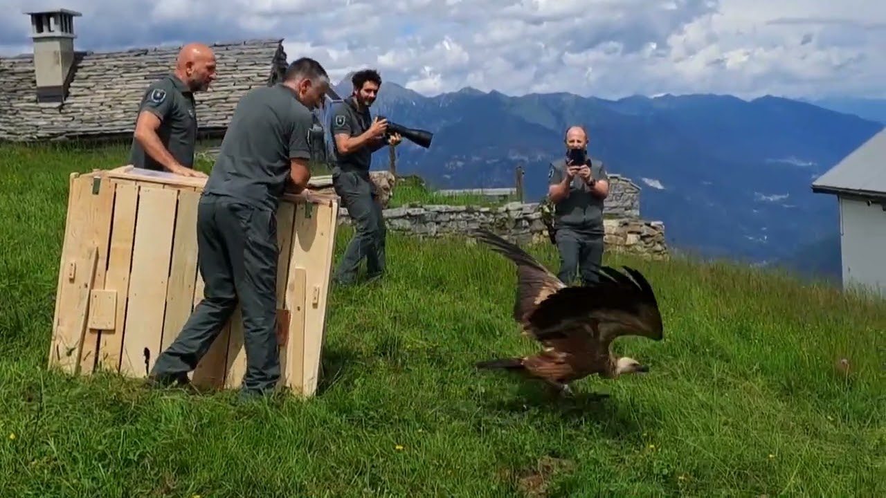 Raro esemplare di grifone recuperato liberato al Lusentino