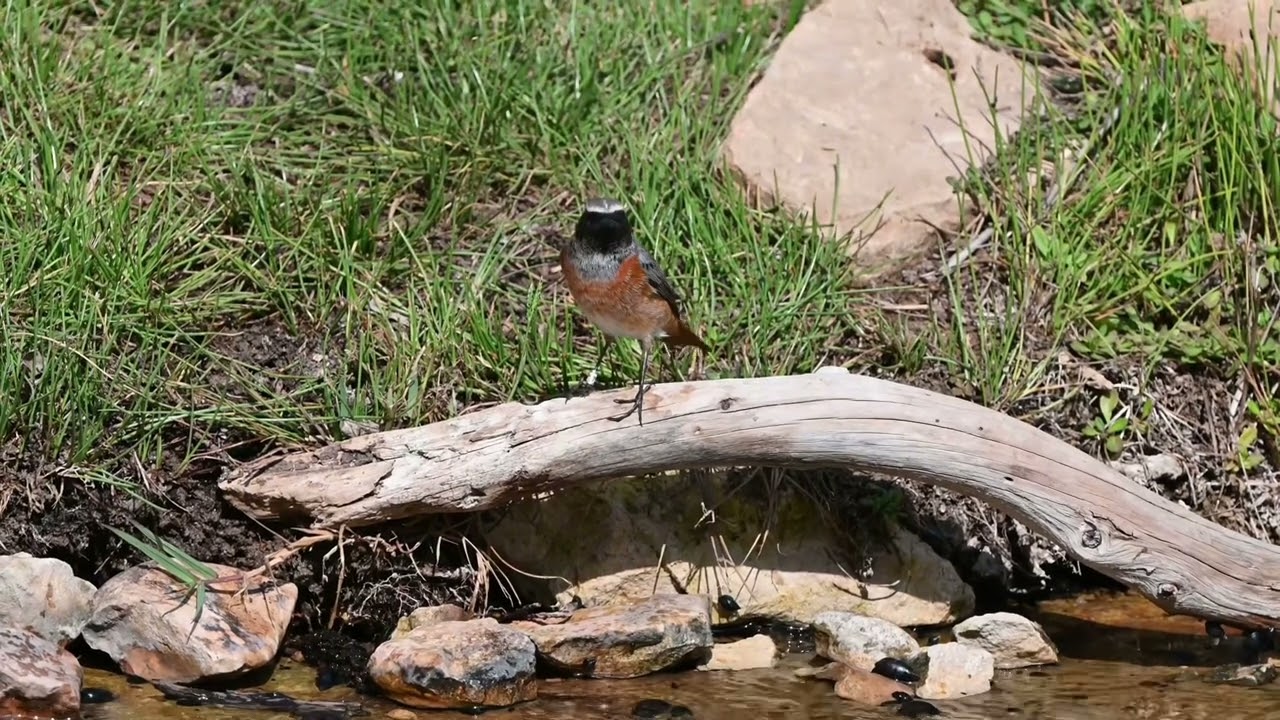 Male redstart