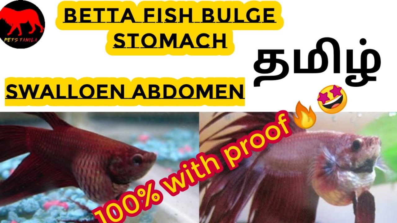 Betta fish bulge stomach in tamil/betta fish swallow stomach/petstamila