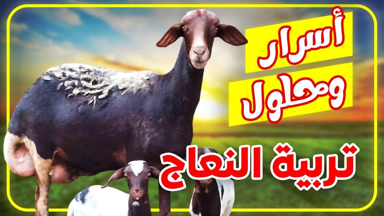 المشروع الذي يخاف منه الجميع | تربية النعاج | ليه هو اسهل مشروع واصعب ...