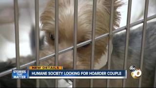 More than 100 Yorkies soon up for adoption
